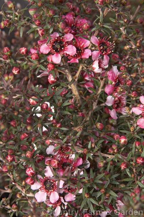 Leptospermum scoparium 'Huia' (syn 'Nanum Huia'), one of the dwarf cultivars of the so-called bird series of manuka, all of which are named after New Zealand native birds. It grows to around 45cm high and wide