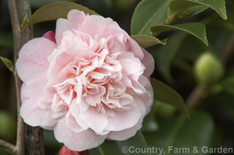 <i>Camellia</i> 'Sweet Emily Kate' (['Tiffany' x 'Tsar'] x <i>Camellia lutchuensis</i>), a pendulous mid-season hybrid with small, fragrant, anemone- to peony-form flowers. It grows to around 2.5m tall Order: Ericales, Family: Theaceae