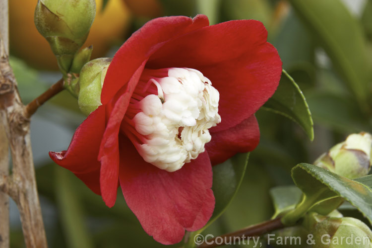 <i>Camellia</i> 'Tinsie' (syn 'Bokuhan'), a miniature japonica cultivar dating from around 1719. Despite the small flower it can become quite a large bush with an erect habit. Order: Ericales, Family: Theaceae