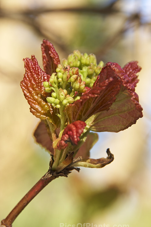 Opening spring leaf and flower buds of the Tatarian Maple (<i>Acer tataricum</i>), a tree found over much of the temperate area of the northern hemisphere except western Europe. Order Sapindales, Family: Sapindaceae