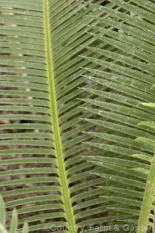 Young foliage of Dioon edule, a Mexican cycad that can develop a short trunk up to 15m tall. The foliage is light to grey-green when young but matures to a glossy deep green and the leaflets are tipped with sharp spines. The fronds of mature plants are up to 15m long. Order: Cycadales, Family: Zamiaceae