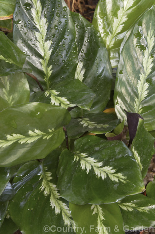 Calathea micans (syn. Calathea albicans</i>), a tropical American evergreen rhizomatous perennial often grown as a foliage house plant. It occurs from Mexico to Brazil and is notable for its rounded pale grey-green leaves. Its flowers are white and violet.