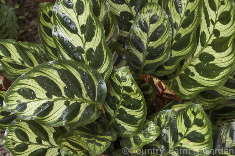 Peacock Plant or Cathedral. Windows (<i>Calathea makoyana</i>), a Brazilian evergreen rhizomatous perennial often grown as a house plant. The leaves are up to 35cm long. It is closely related to the prayer plants (<i>Maranta spp</i>).