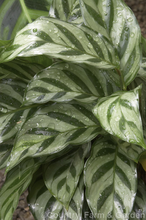 Calathea 'Freddie', an evergreen perennial with attractively marked foliage. A hybrid in a genus of South and Central American species that are often cultivated as house plants in the temperate zones.