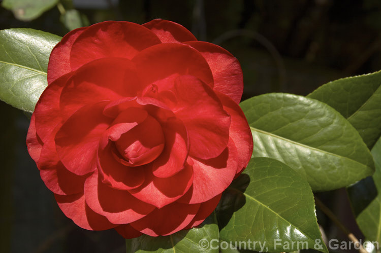 <i>Camellia</i> 'Les Jury', a x williamsii hybrid introduced in 1993 and bred by and named after the well-known New Zealand camellia hybridiser. This was Jury's last hybrid and is a neat bush with formal double flowers. Order: Ericales, Family: Theaceae
