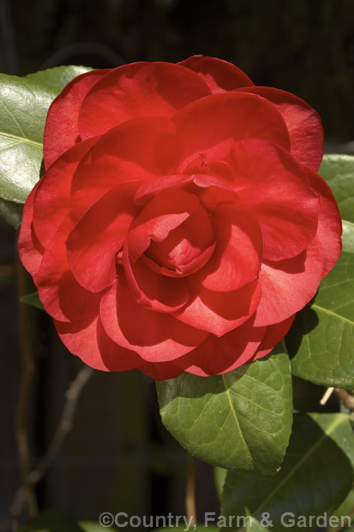 <i>Camellia</i> 'Les Jury', a x williamsii hybrid introduced in 1993 and bred by and named after the well-known New Zealand camellia hybridiser. This was Jury's last hybrid and is a neat bush with formal double flowers. Order: Ericales, Family: Theaceae