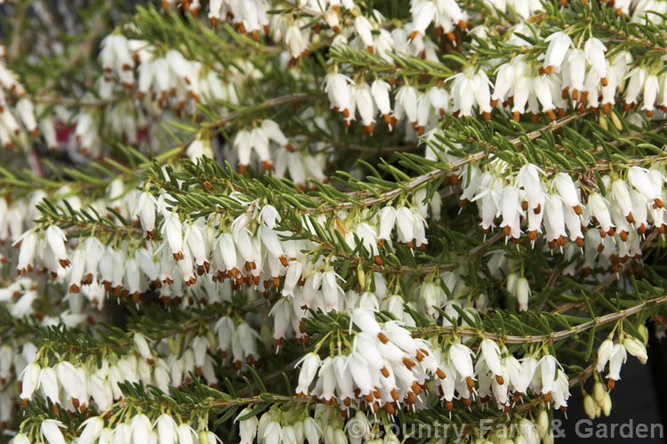 Erica carnea (syn. Erica herbacea</i>) 'Springwood. White', a pure white-flowered cultivar of the Winter. Heath, a normally pink-flowered evergreen shrub native to eastern Europe, northern Italy and the Balkans. It blooms from late winter, has a spreading habit and grows to around 30cm tall erica-2109htm'>Erica. Order: Ericales, Family: Ericaceae