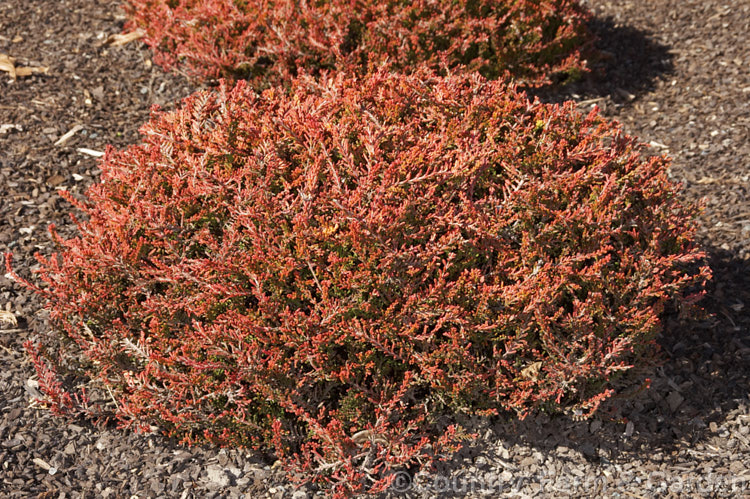 Calluna vulgaris 'John F. Letts', a low, spreading cultivar of Scotch heather or ling, a cool-temperate. Northern Hemisphere evergreen shrub. Its orange and gold foliage intensifies to bright reddish orange in winter. calluna-2108htm'>Calluna. Order: Ericales, Family: Ericaceae