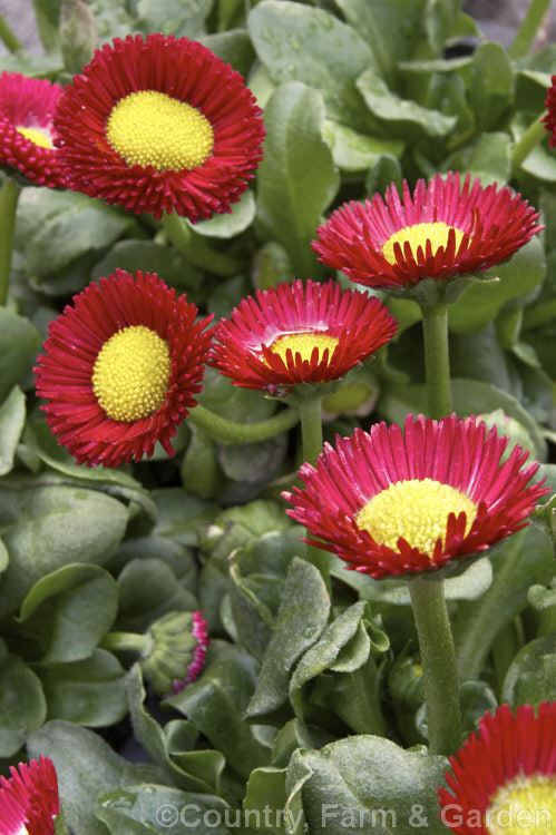 Rominette. Red Bellis. Daisy (<i>Bellis perennis. Rominette series - red</i>), one of many fancy-flowered cultivars of the common lawn and pasture daisy, a small Eurasian perennial that is often considered a weed in its wild form, though its cultivated forms are popular bedding plants. These heads are just opening and as they mature, the red ray florets will largely obscure the disc florets. bellis-2198htm'>Bellis.