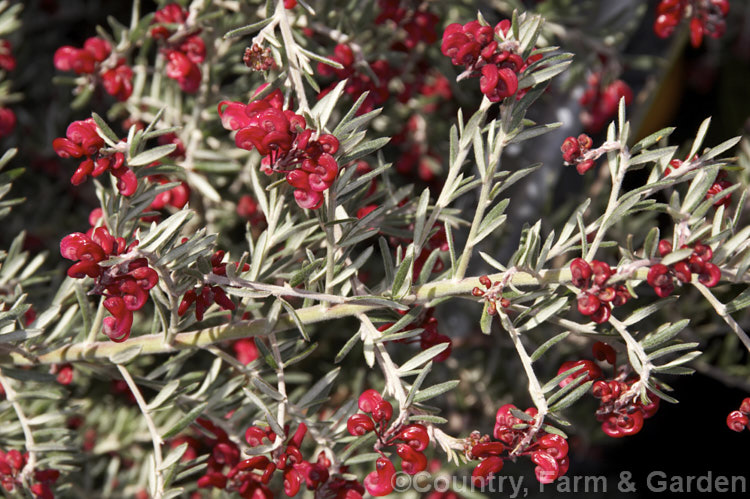 Grevillea 'Red Cloud', one of the hardier. Grevillea cultivars and possibly a hybrid of Grevillea lavandulacea, this is a medium-sized, winter-flowering, evergreen shrub that grows to around 15m high x 2m wide. The silver-grey foliage contrasts well with the deep red flowers