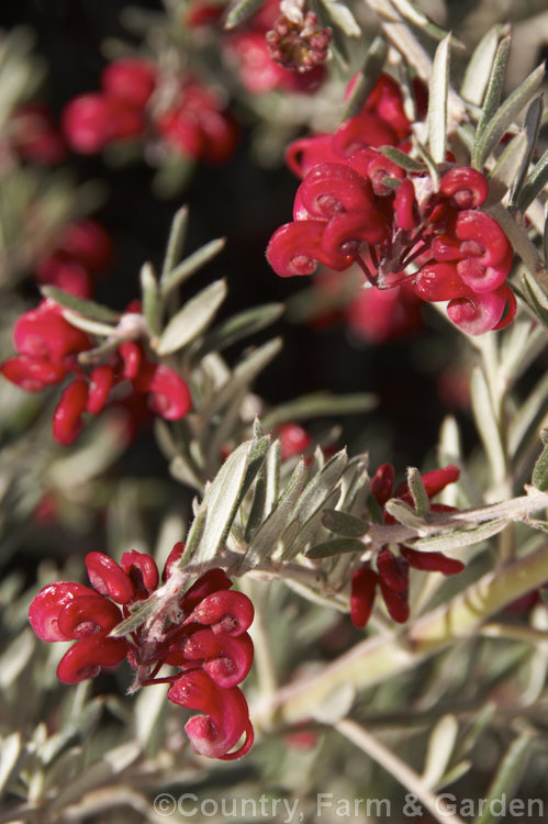 Grevillea 'Red Cloud', one of the hardier. Grevillea cultivars and possibly a hybrid of Grevillea lavandulacea, this is a medium-sized, winter-flowering, evergreen shrub that grows to around 15m high x 2m wide. The silver-grey foliage contrasts well with the deep red flowers