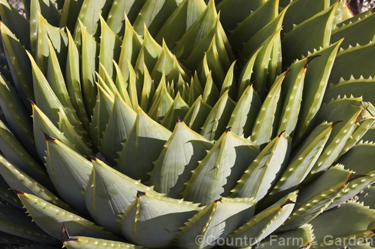 Aloe polyphylla, a spring- to summer-flowering succulent native to Lesotho. It forms spiralled rosettes of pale-edged light green leaves to 30cm long. The 5cm long, red to pink (rarely yellow</i>) flowers are borne in branched inflorescences up to 60cm tall Order: Asparagales, Family: Asphodelaceae