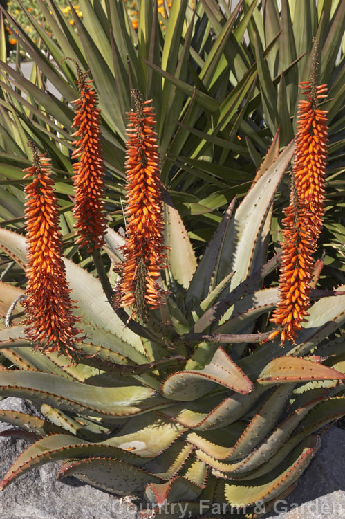 Tilt-head. Aloe (<i>Aloe hexapetala [syn. Aloe speciosa]), a trunk-forming, sometimes tree-like, spring-flowering. South African succulent up to 3m tall. The toothed leaves can reach 80cm long and the inflorescences, which are unbranched but clustered, are up to 50cm long. Order: Asparagales, Family: Asphodelaceae