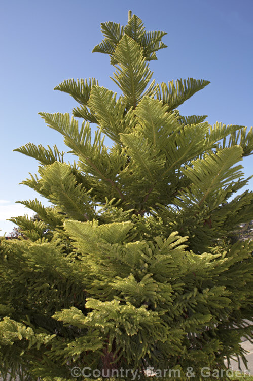 The lush foliage of a young Norfolk Pine (<i>Araucaria heterophylla</i>). Endemic to Norfolk Island, this tree has the unusual habit of being very upright despite constant exposure to wind, which makes it a very popular coastal tree in areas that are mild enough to support it. Order: Pinales, Family: Araucariaceae