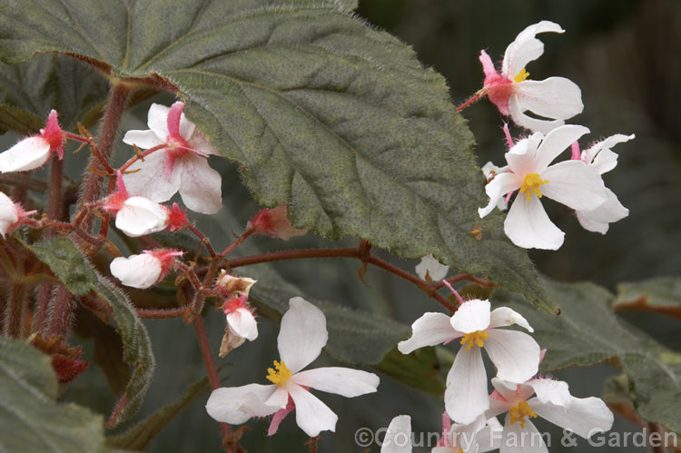 Begonia scharffii (syn. Begonia scharfiana</i>), a fibrous-rooted evergreen perennial native to Brazil. It grows to around 1m tall, has thick stems and is covered with fine hairs. The white flowers are not always abundant, but they appear through much of the year. Order: Cucurbitales, Family: Begoniaceae