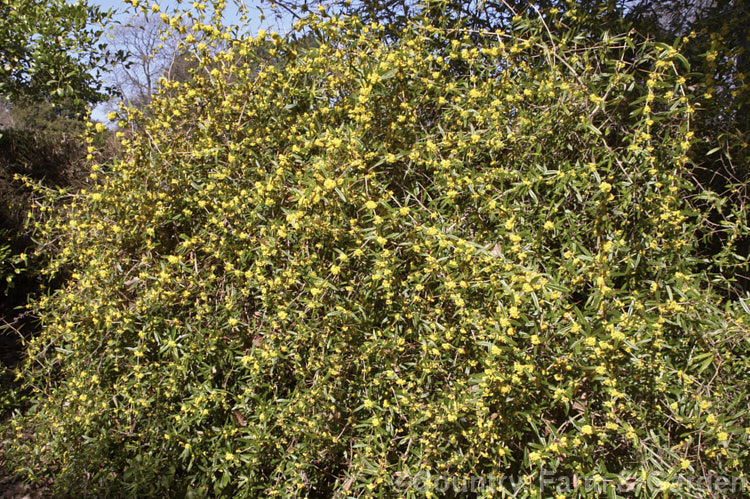 Berberis replicata, an evergreen spring-flowering shrub native to Yunnan, China. It grows to around 25m tall and wide, has a rather arching habit and is armed with fierce spines in groups of three. berberis-2186htm'>Berberis. Order: Ranunculales, Family: Berberidaceae