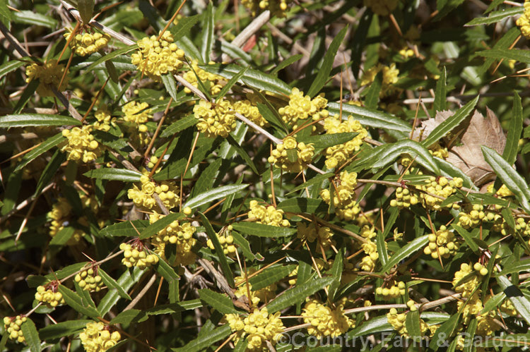 Berberis replicata, an evergreen spring-flowering shrub native to Yunnan, China. It grows to around 25m tall and wide, has a rather arching habit and is armed with fierce spines in groups of three. berberis-2186htm'>Berberis. Order: Ranunculales, Family: Berberidaceae