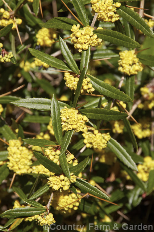 Berberis replicata, an evergreen spring-flowering shrub native to Yunnan, China. It grows to around 25m tall and wide, has a rather arching habit and is armed with fierce spines in groups of three. berberis-2186htm'>Berberis. Order: Ranunculales, Family: Berberidaceae