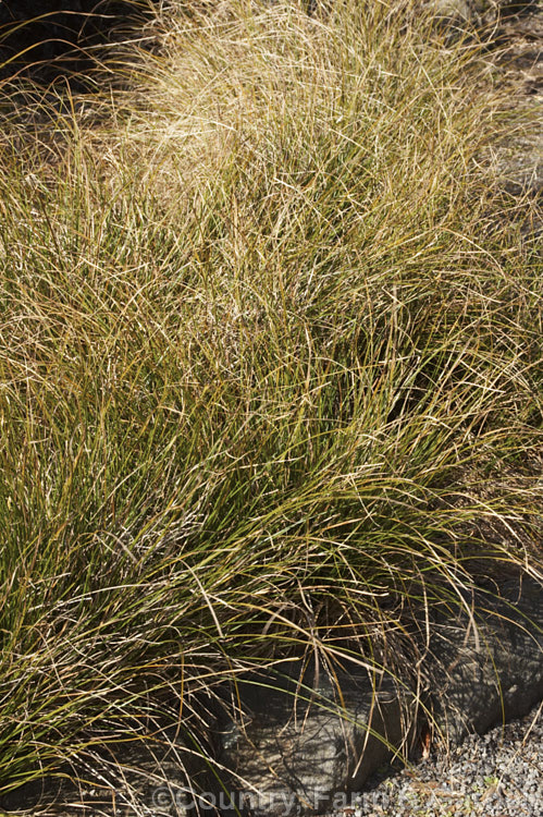 Green leaved form of <i>Carex flagellifera</i>, a New Zealand sedge, a grass-like perennial. Other forms have foliage in varying shades of reddish brown. Order: Poales, Family: Cyperaceae