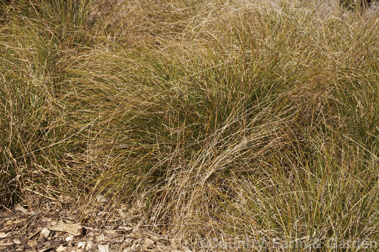 Green leaved form of <i>Carex flagellifera</i>, a New Zealand sedge, a grass-like perennial. Other forms have foliage in varying shades of reddish brown. Order: Poales, Family: Cyperaceae