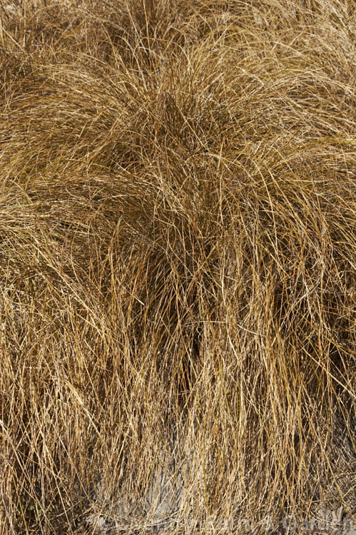 The bronze-leaved form of <i>Carex flagellifera</i>, a New Zealand sedge, a grass-like perennial. Green-foliaged forms also occur but it is the bronze-leaved form that is most widely cultivated. Order: Poales, Family: Cyperaceae