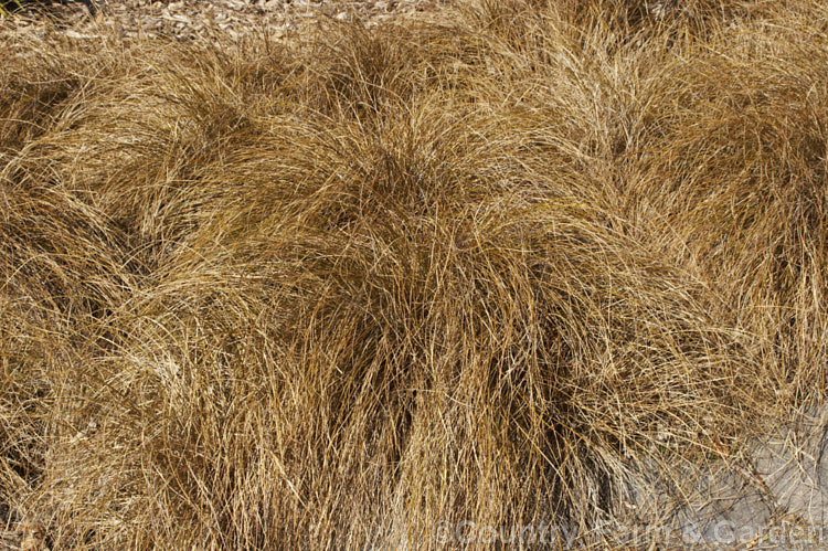 The bronze-leaved form of<br />
<i>Carex flagellifera</i>, a New Zealand sedge, a grass-like perennial. Green-foliaged forms also occur but it is the bronze-leaved form that is most widely cultivated. Order: Poales, Family: Cyperaceae