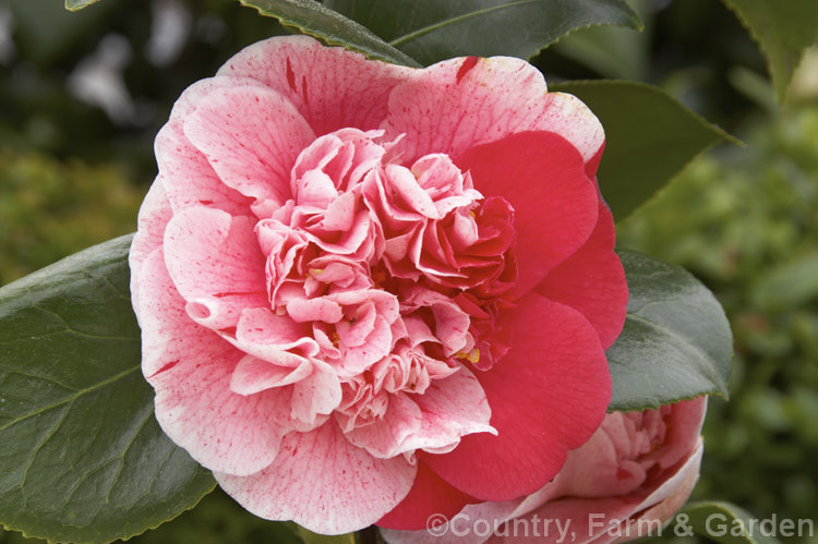 <i>Camellia</i> 'Modern Art', a very attractively mottled and sectored. <i>Camellia japonica</i> cultivar with an anemone-form flower. Order: Ericales, Family: Theaceae