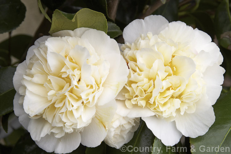 <i>Camellia</i> 'Jury's Yellow', a New Zealand-raised <i>Camellia x williamsii</i> cultivar introduced in 1976. It flowers over a long season and while definitely tending more to cream that yellow, it often does have quite a yellow centre. Order: Ericales, Family: Theaceae