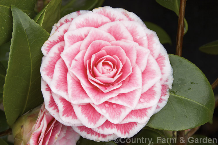 <i>Camellia</i> 'Tom Thumb', a compact. <i>Camellia japonica</i> cultivar with small formal double flowers that have a very regular pale picotee edge. It was introduced by Krueger of the United States in 1957. Order: Ericales, Family: Theaceae