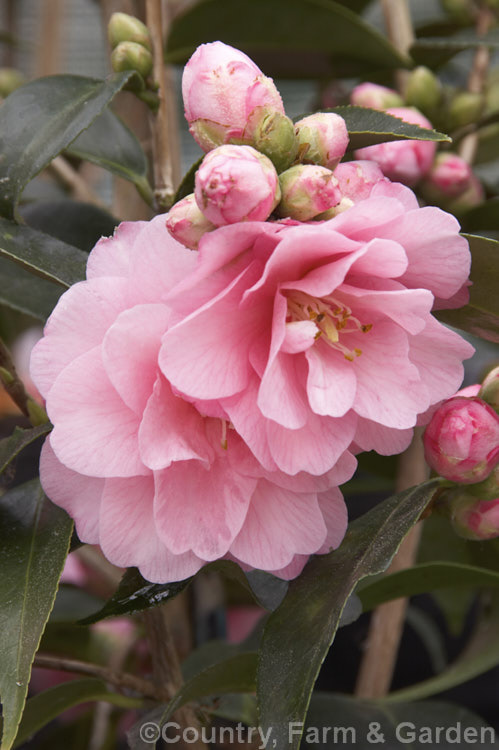 <i>Camellia</i> 'Spring Festival', a <i>Camellia cuspidata</i> hybrid introduced by Domoto of the United States in 1975. It is a compact plant with clusters of small double flowers that open from late mid-season. Order: Ericales, Family: Theaceae