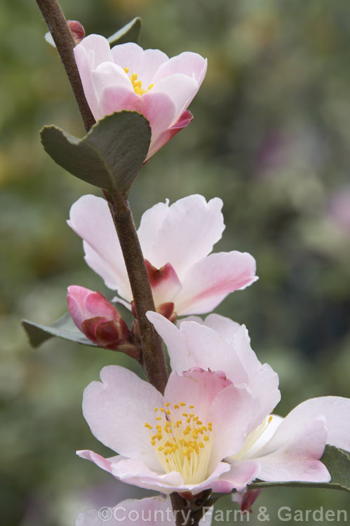 <i>Camellia</i> 'Fairy Blush', a long-flowering, compact but usually upright. <i>Camellia lutchuensis</i> hybrid that always maintains a neat appearance as its flowers fall before browning. It is mildly scented. Order: Ericales, Family: Theaceae