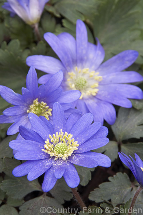 Anemone blanda 'Blue Star', a bright light blue-flowered cultivar of a late winter- to early spring-flowering rhizomatous woodland perennial native to southeastern Europe and the nearby Mediterranean islands. There are several colour forms in mauve, pink and blue shades and white. Order: Ranunculales, Family: Ranunculaceae