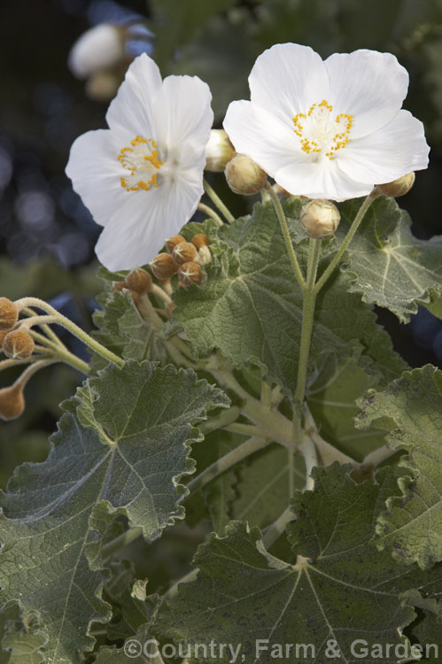 <i>Abutilon vitifolium</i> 'Album', the white-flowered form of this normally mauve-flowered Chilean shrub or small tree. It grows quickly but is inclined to be short-lived. Order: Malvales, Family: Malvaceae