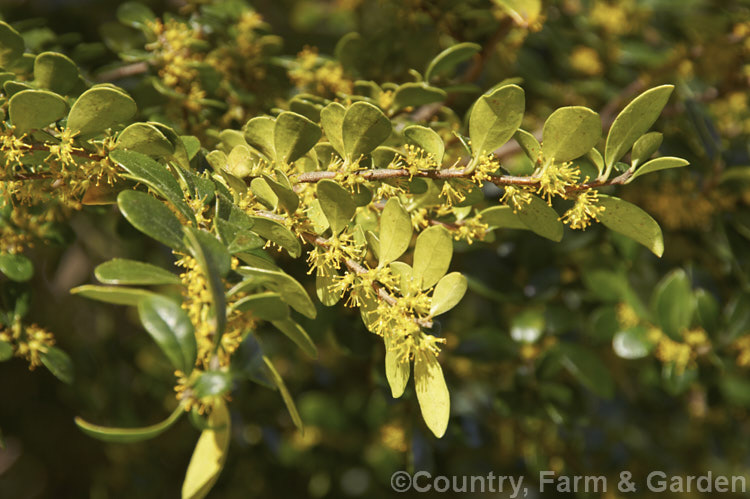 Vanilla tree (<i>Azara microphylla</i>) in flower. Although minute, the flowers of this evergreenChilean and Argentinian tree have a strong vanilla scent. azara-2391htm'>Azara. <a href='salicaceae-plant-family-photoshtml'>Salicaceae</a>.