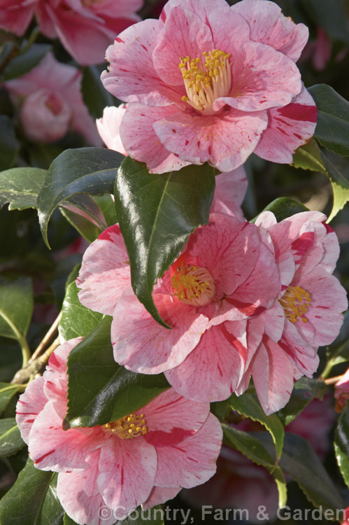 <i>Camellia</i> 'Tricolor', also known as 'Ezo Nishiki' and 'Waka No Ura Variegated', this old Japanese <i>Camellia japonica</i> was first introduced to Europe in 1832. It is a compact bush with variably variegated flowers. Order: Ericales, Family: Theaceae