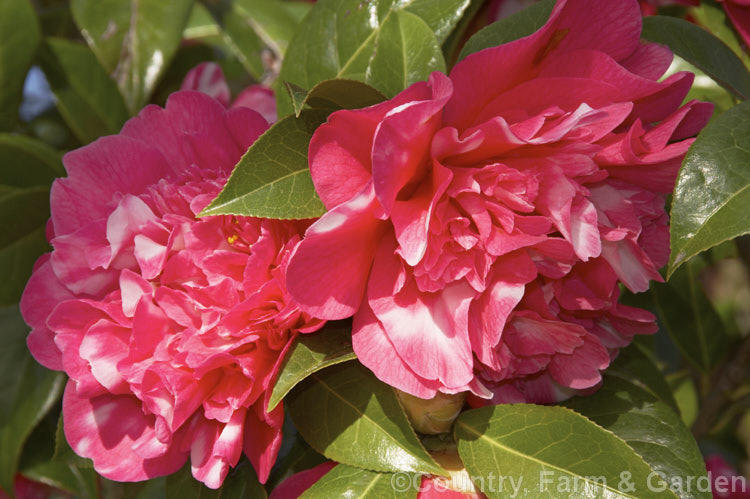 <i>Camellia</i> 'Anticipation Variegated', this is a sport of 'Anticipation' (<i>Camellia saluensis</i> x <i>Camellia japonica</i> 'Leviathan'), a heavy-flowering x williamsii hybrid raised by Jury of New Zealand in 1962. Its flowers are usually heavily marked with white patches but some blooms may be all-over pink like those of 'Anticipation'. Order: Ericales, Family: Theaceae