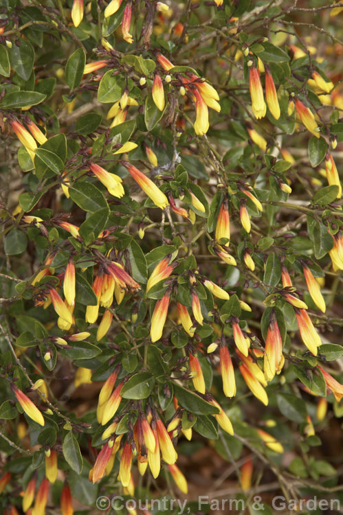 Justicia rizzinii (syn. Jacobinia pauciflora</i>), an evergreen shrub from Brazil. Sometimes sold under the name 'Firefly', it flowers throughout the year but is frost-tender. justicia-2717htm'>Justicia.