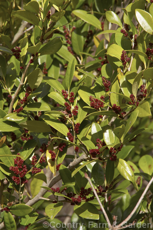 Myrtle-leaf. Distylium (<i>Distylium myricoides</i>), an evergreen shrub or small tree native to southern China. It has a lateral branching habit, resulting in rather tiered growth. Sprays of small red flowers appear in spring. It can grow to over 10m tall in the wild but rarely exceeds 4m in cultivation. distylium-2878htm'>Distylium. <a href='hamamelidaceae-plant-family-photoshtml'>Hamamelidaceae</a>.