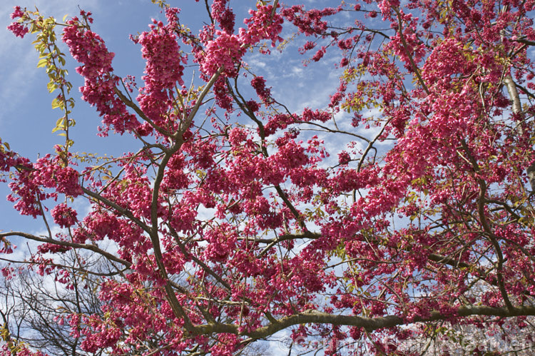 Prunus campanulata 'Superba', a brightly coloured, heavy-flowering cultivar of the Bell-flowered or Taiwan. Cherry This Japanese and Taiwanese species is very early-flowering in mild climates. Order: Rosales, Family: Rosaceae