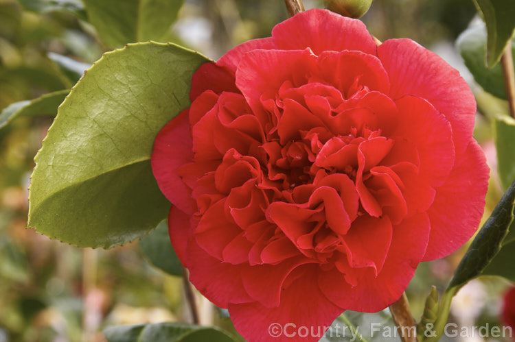 <i>Camellia</i> 'Kramer's Supreme', a mildly scented. <i>Camellia japonica</i> cultivar with large peony-form flowers. It was introduced by Kramer Bros. Nursery of California in 1957. Order: Ericales, Family: Theaceae