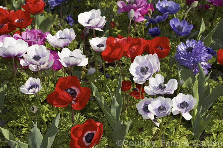 A group of mixed colour 'Harmony' anemones, one of the many bedding forms developed from Anemone coronaria, a rhizomatous southern European perennial that produces large, fancy flowers. Order: Ranunculales, Family: Ranunculaceae