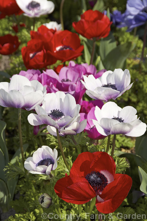 A group of mixed colour 'Harmony' anemones, one of the many bedding forms developed from Anemone coronaria, a rhizomatous southern European perennial that produces large, fancy flowers. Order: Ranunculales, Family: Ranunculaceae