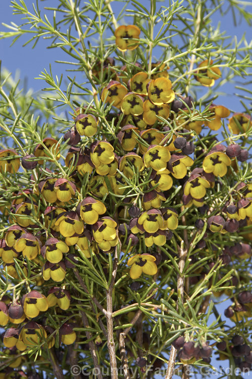 Brown Boronia (<i>Boronia megastigma</i>), a Western Australian shrub. The most heavily scented boronia, it is widely grown but usually short-lived, seldom achieving its maximum height of 25m in cultivation. Order: Sapindales, Family: Rutaceae