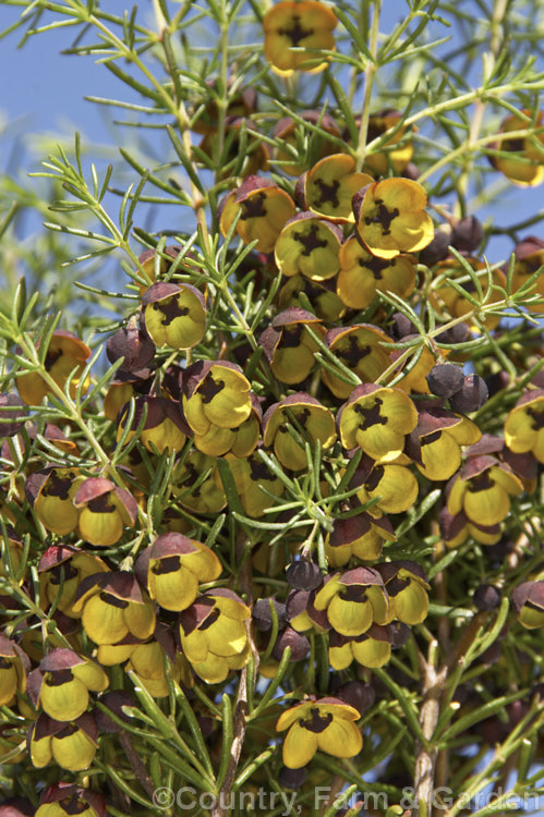 Brown Boronia (<i>Boronia megastigma</i>), a Western Australian shrub. The most heavily scented boronia, it is widely grown but usually short-lived, seldom achieving its maximum height of 25m in cultivation. Order: Sapindales, Family: Rutaceae