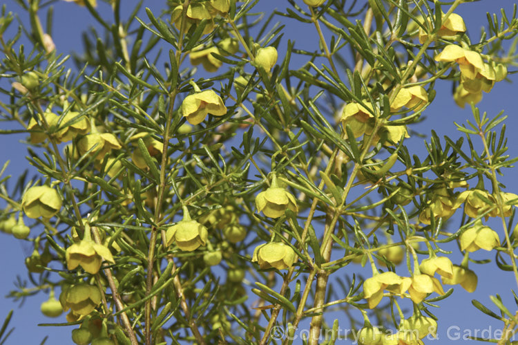 Yellow-flowered Brown Boronia (<i>Boronia megastigma 'Lutea'), a form of a Western Australian shrub with all-yellow flowers. It is heavily scented but usually short-lived and is smaller and more open-growing than the species. Order: Sapindales, Family: Rutaceae