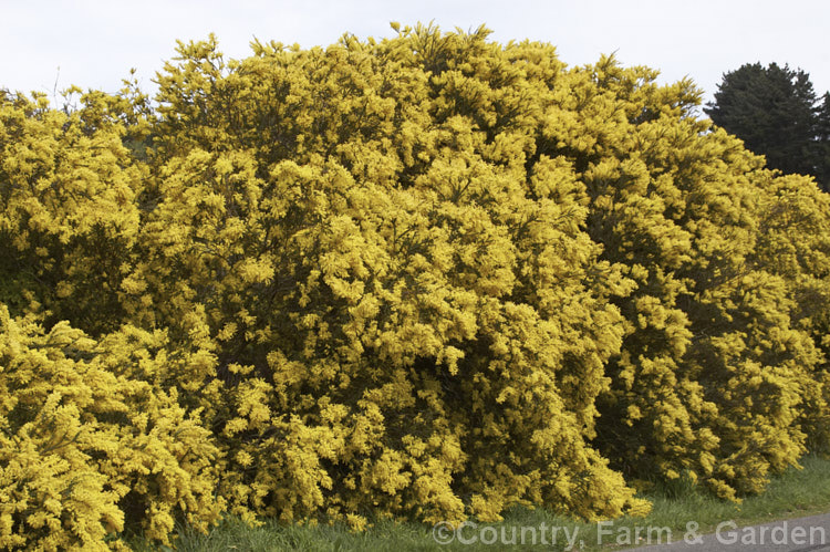 Oven's Wattle or Alpine Wattle (<i>Acacia pravissima</i>), an evergreen, late winter- to spring-flowering, large shrub or small tree from south-eastern Australia. The sharply angled phyllodes are quite distinctive. Order: Fabales, Family: Fabaceae