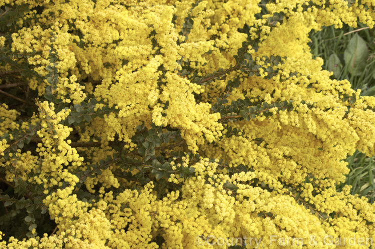 Oven's Wattle or Alpine Wattle (<i>Acacia pravissima</i>), an evergreen, late winter- to spring-flowering, large shrub or small tree from south-eastern Australia. The sharply angled phyllodes are quite distinctive. Order: Fabales, Family: Fabaceae