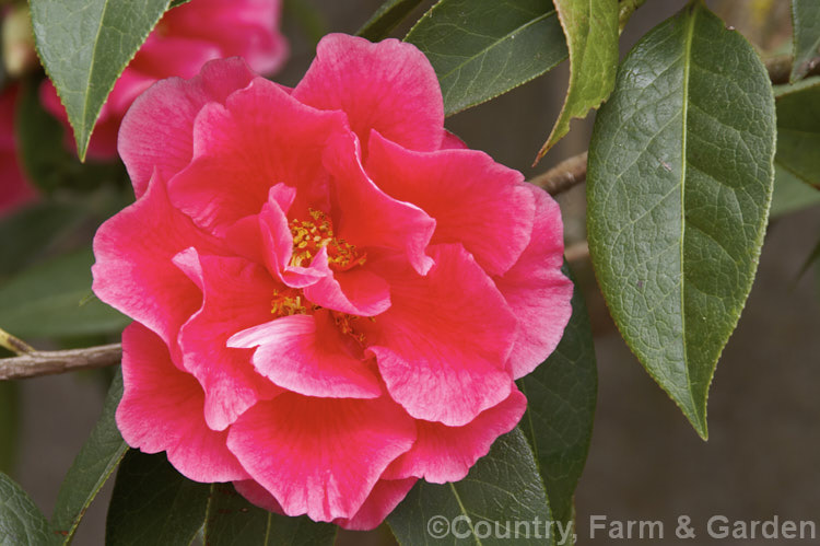 <i>Camellia</i> 'CaptainRawes', a widely grown old <i>Camellia reticulata</i> cultivar that dates from around 1820, when it was introduced to European cultivation from China by Captain Rawes of the East India Company. Although its flowers are sterile, it has had an important place in camellia breeding as a grafting stock. Order: Ericales, Family: Theaceae