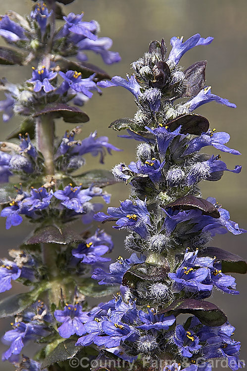 The flower spikes of Ajuga reptans 'Catlin's Giant', a New Zealand -raised cultivar of the common bugle, a quick growing, spring- to early summer-flowering Eurasian ground cover perennial. ajuga-2272htm'>Ajuga.