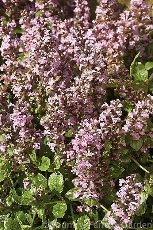 Ajuga reptans 'Purple Torch', a pink-flowered cultivar of the common. Bugle, a quick growing Eurasian ground cover perennial. The cultivar name refers to the purple-bronze bracts on the flowerheads and the similarly coloured mature foliage. ajuga-2272htm'>Ajuga.